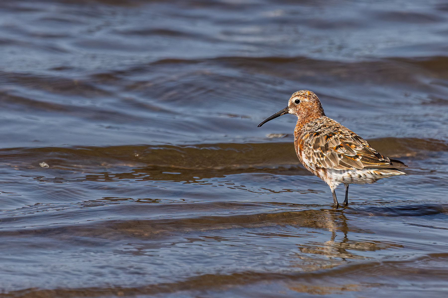 Curlew Sandpiper