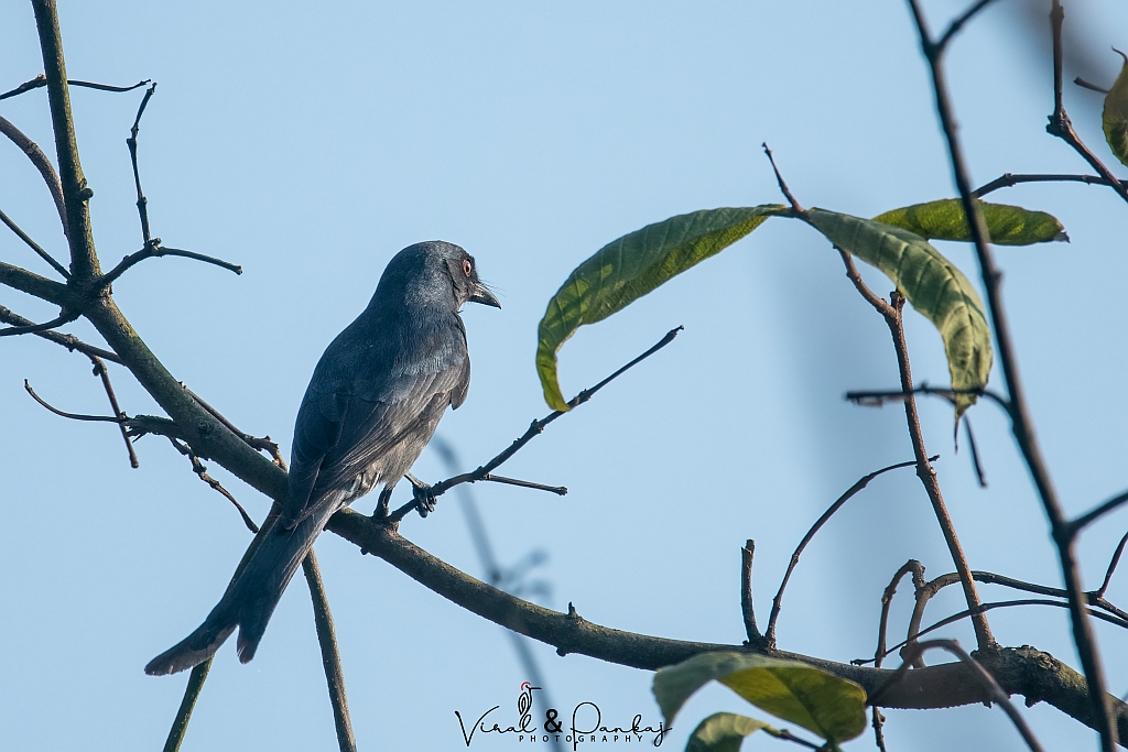Ashy Drongo