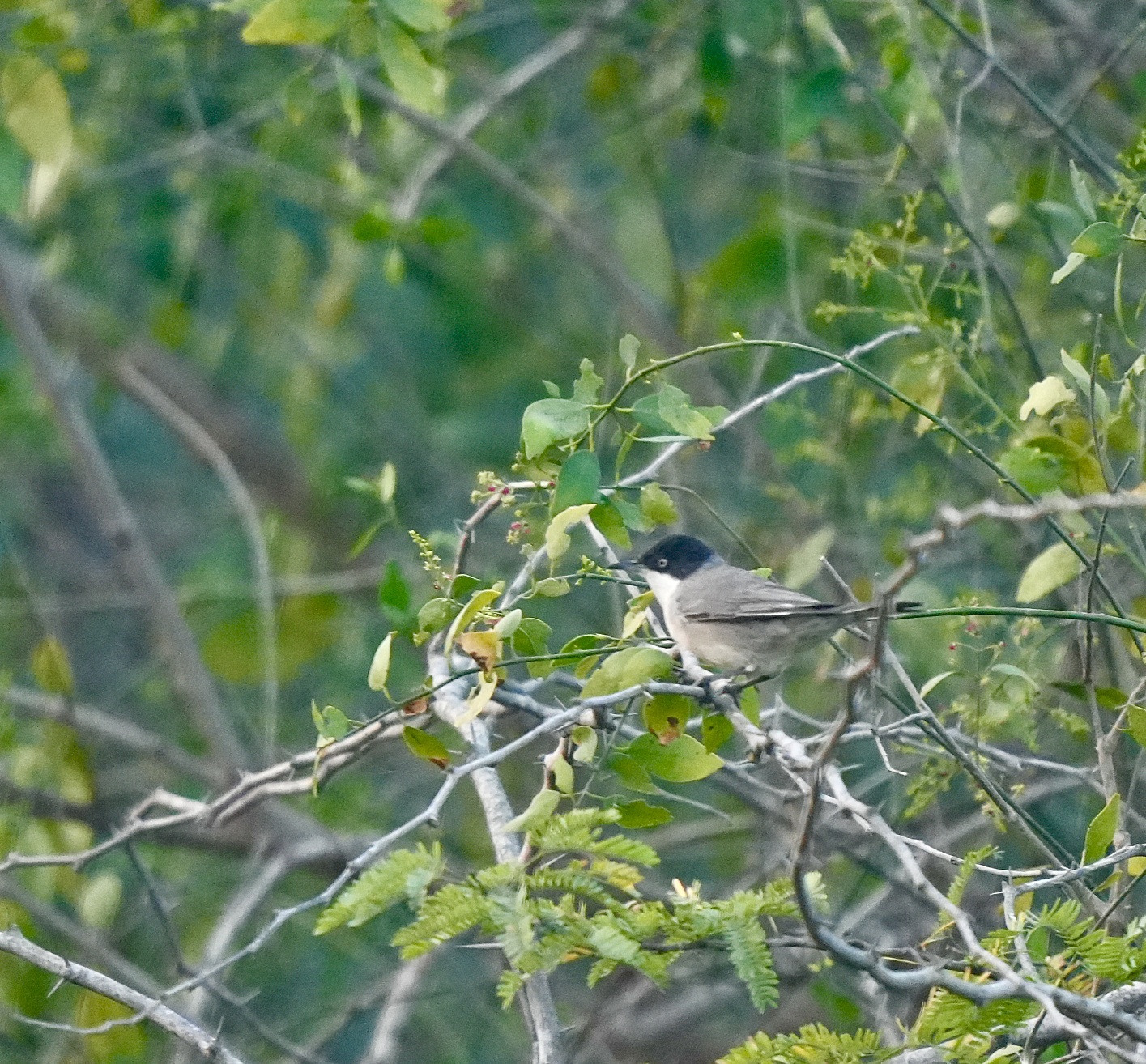 Orphean Warbler