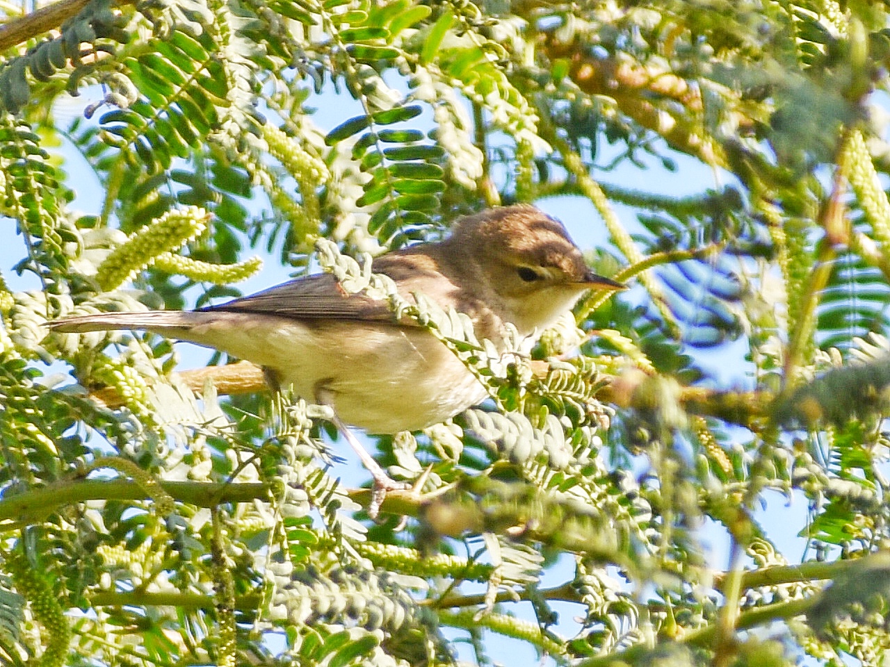 Sykes's Warbler