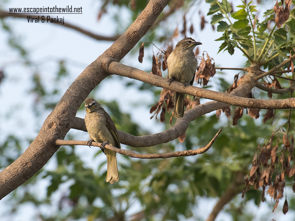 White-browed Bulbul