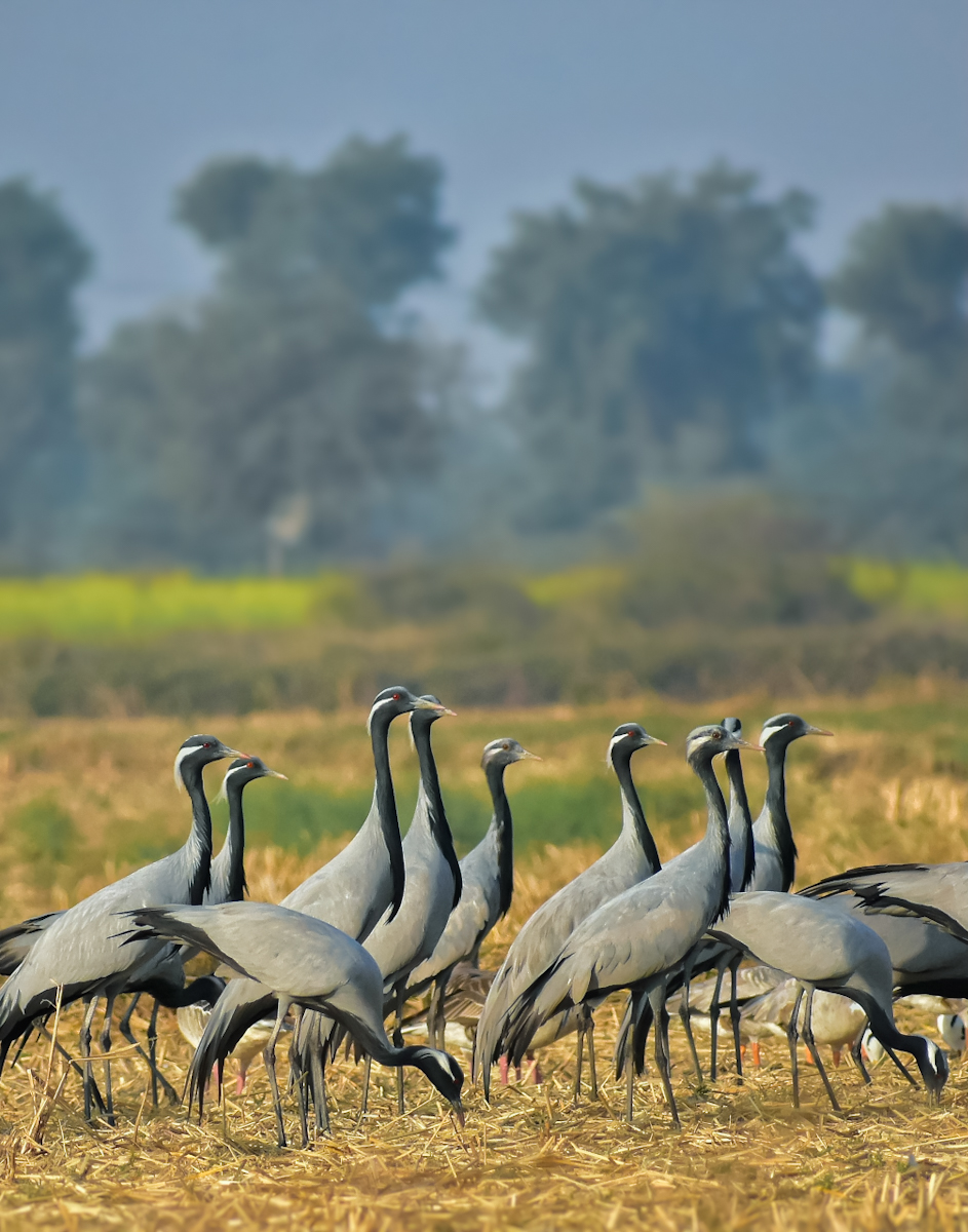Demoiselle Crane