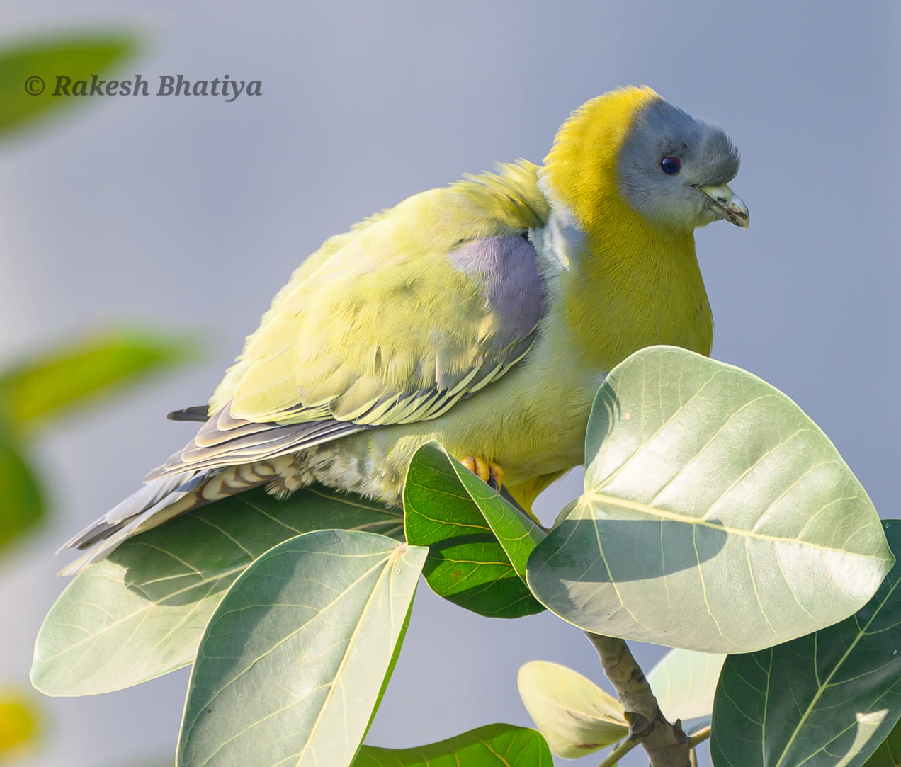 Yellow-footed Green Pigeon