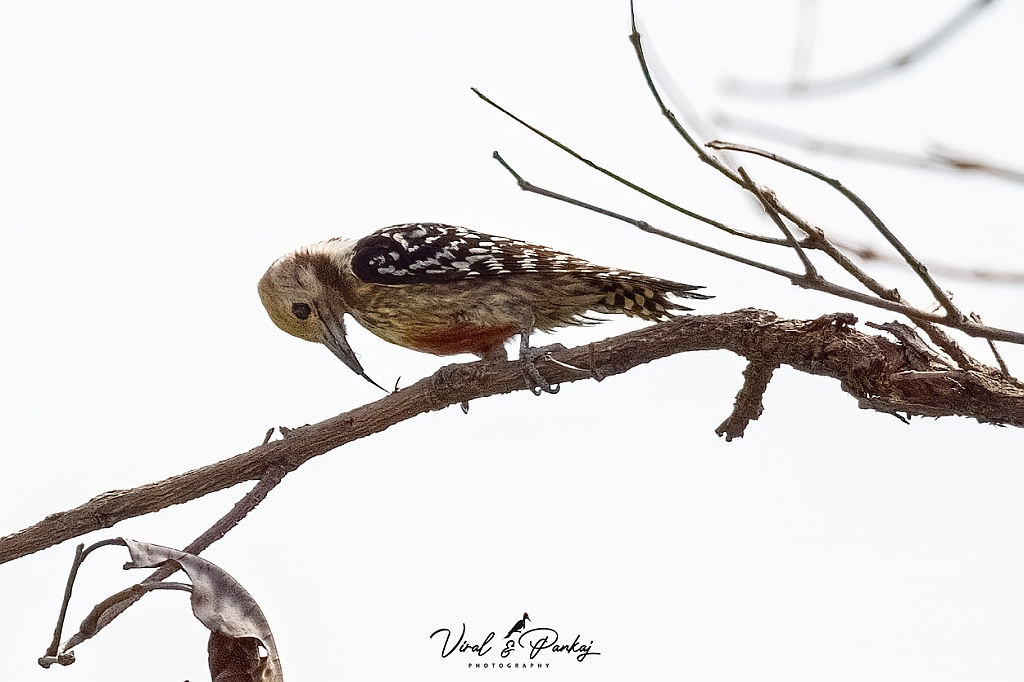 Yellow-crowned Woodpecker