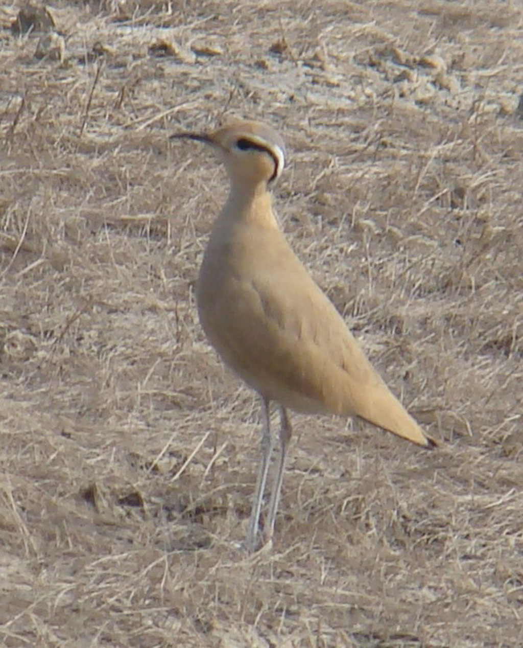 Cream Coloured Courser