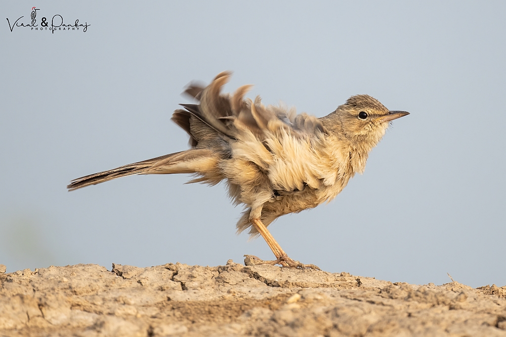 Long-billed Pipit