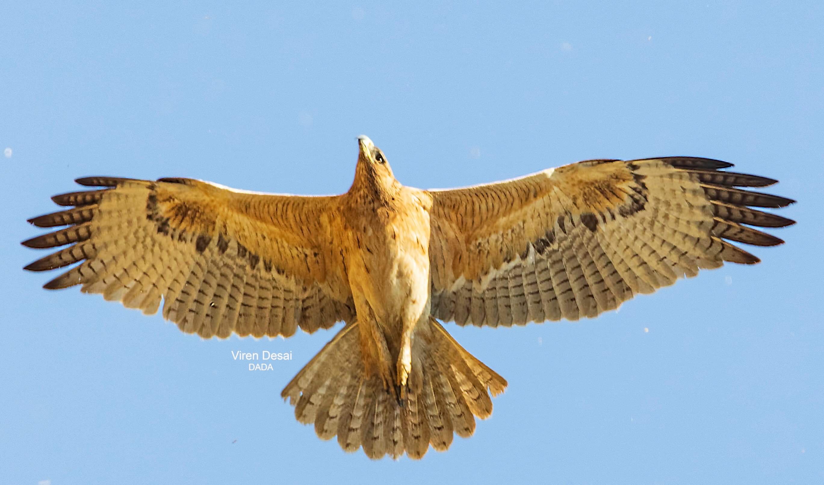 Bonelli's Eagle