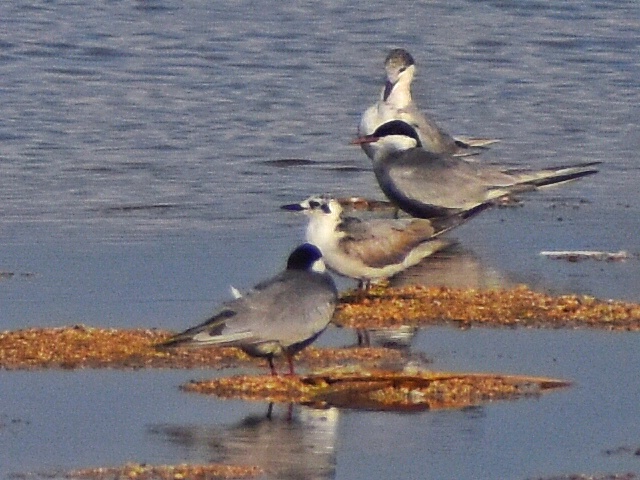White-winged Tern 