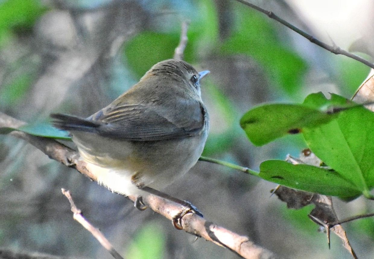 Green Warbler