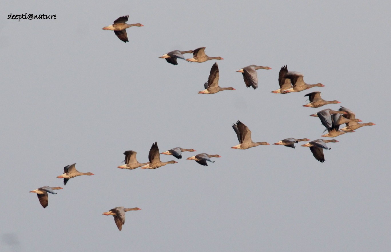 Greylag Goose