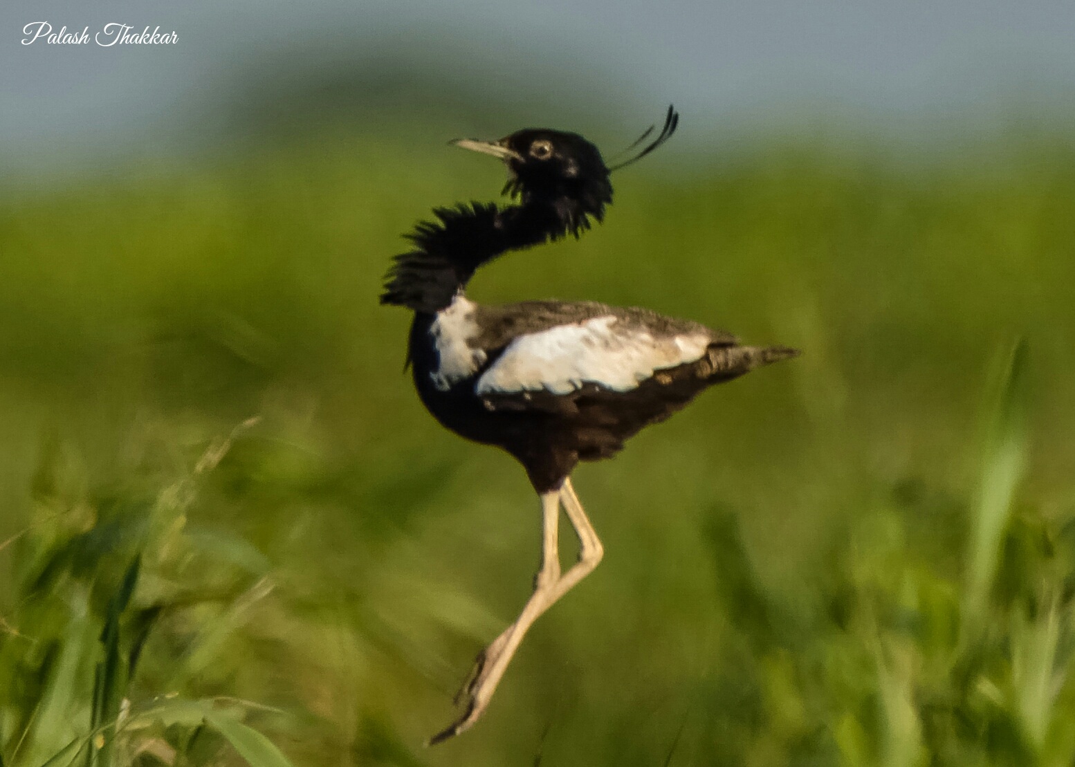 Lesser Florican
