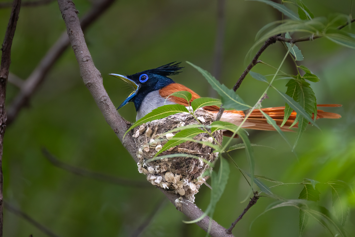 Asian Paradise-flycatcher