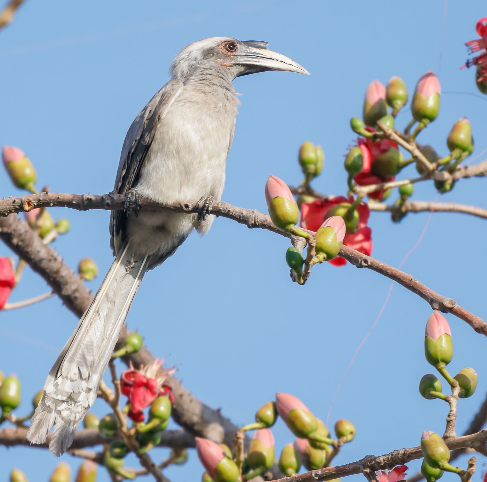 Indian Grey Hornbill