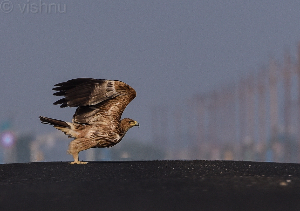 Eastern Imperial Eagle