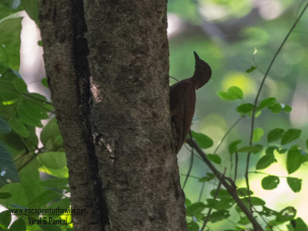 Rufous Woodpecker
