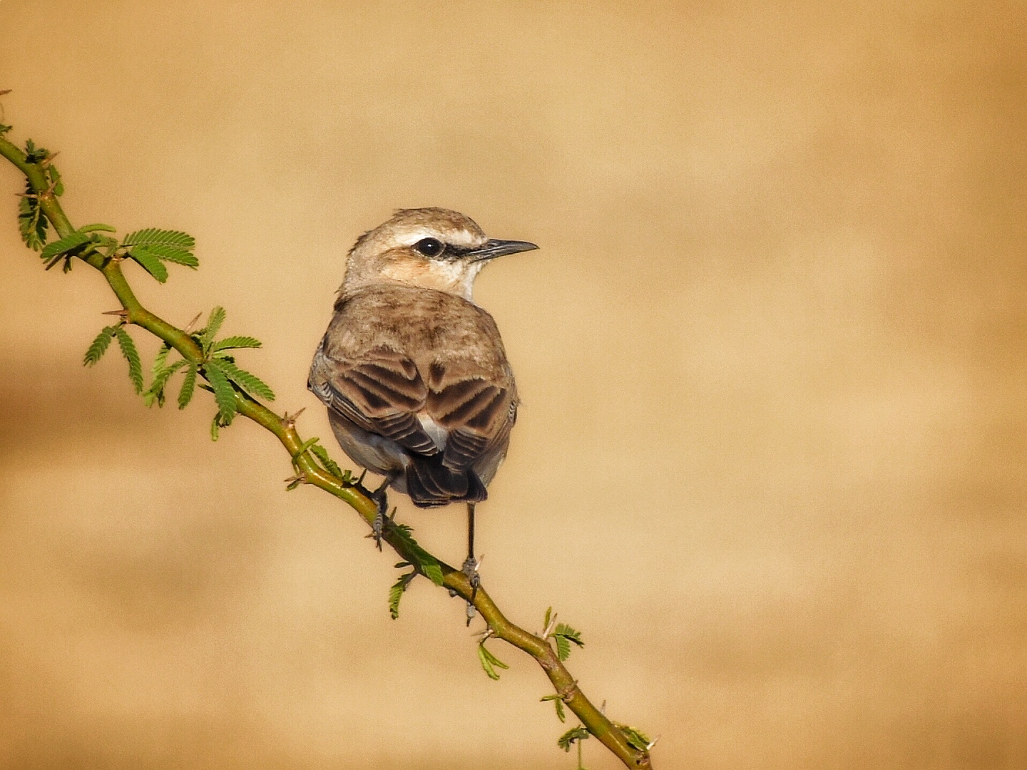 Isabelline Wheatear