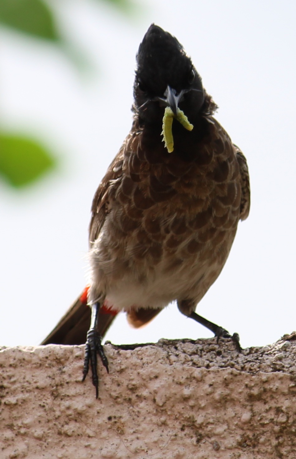 Red-vented Bulbul