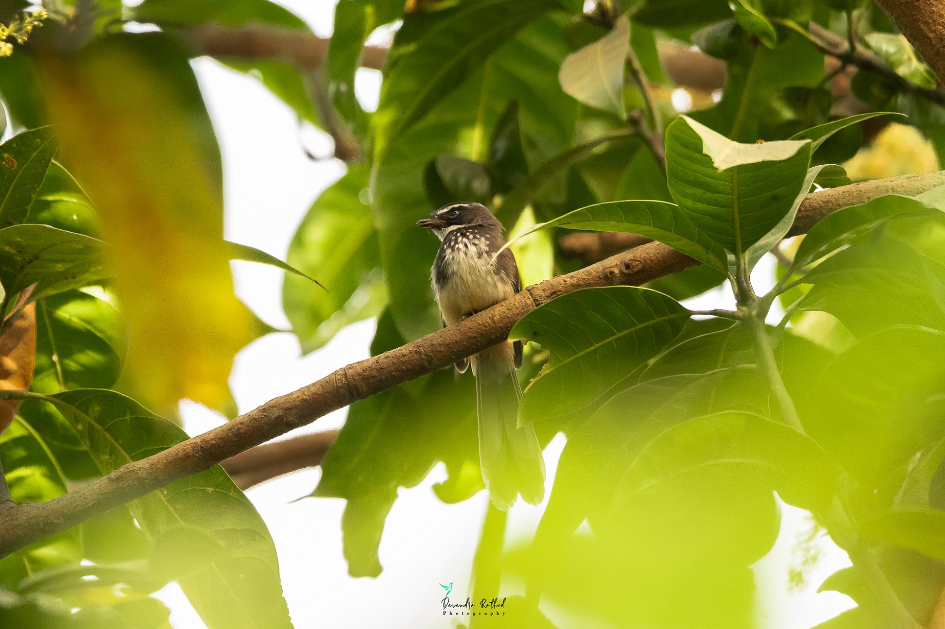 White-throated Fantail 