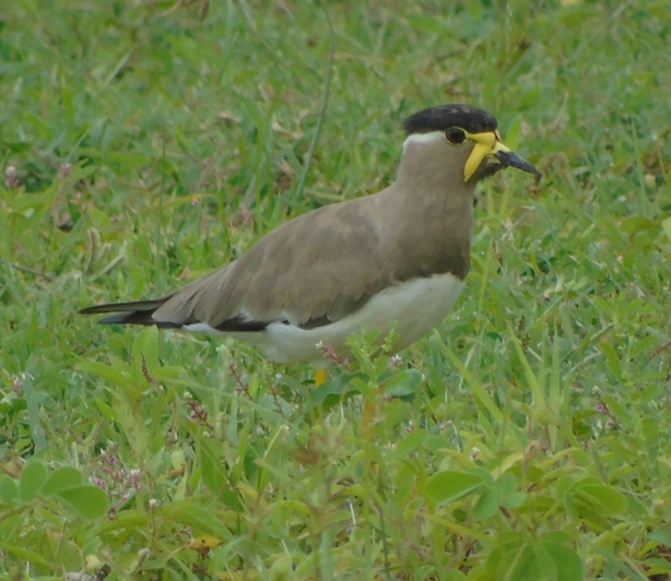 Yellow-wattled Lapwing