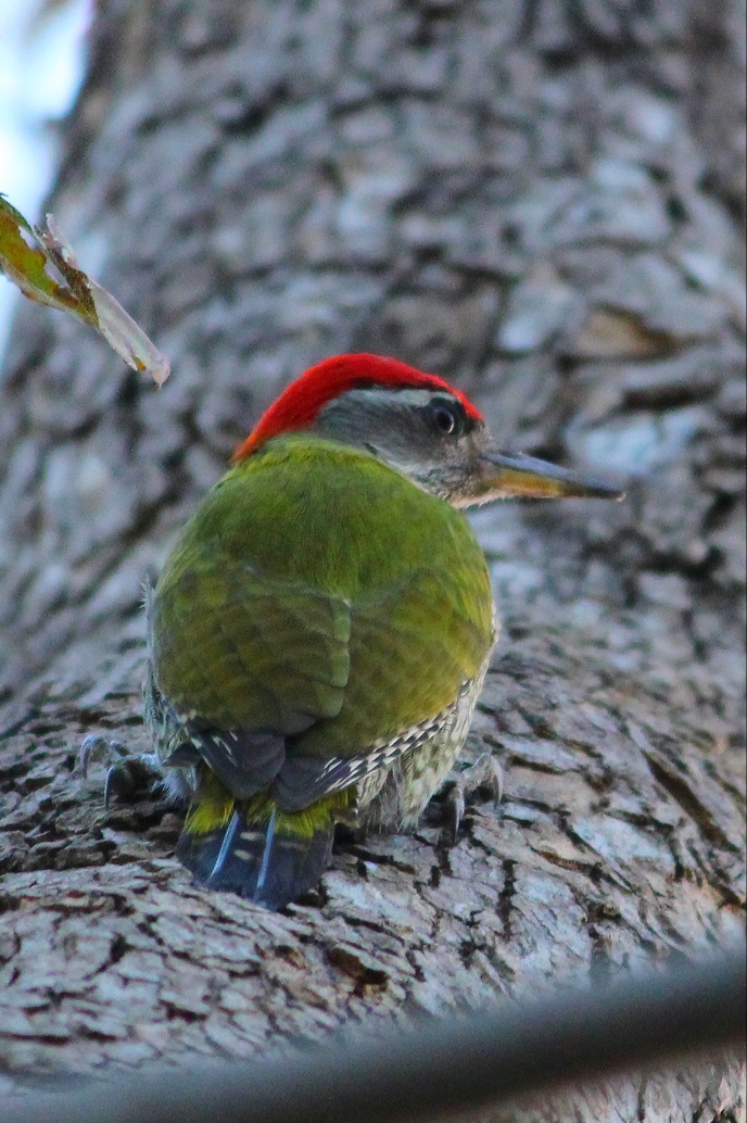 Streak-throated Woodpecker