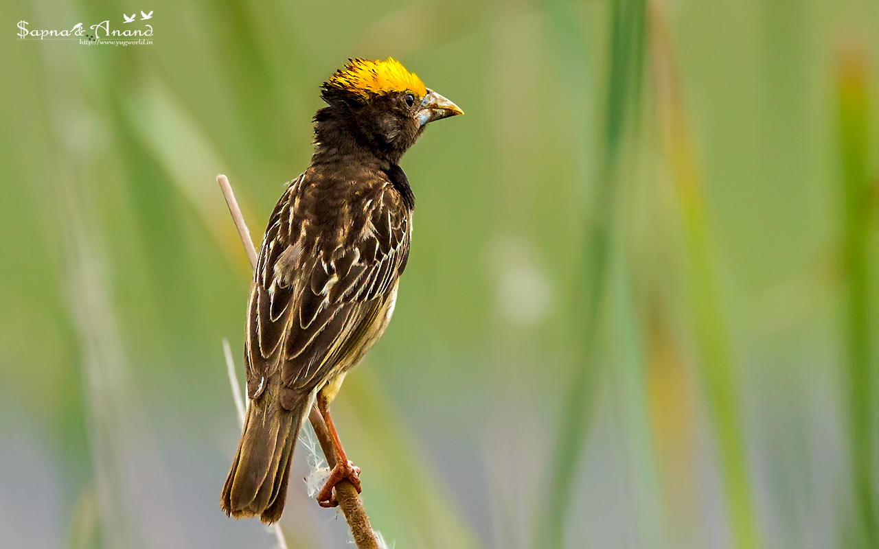 Streaked Weaver