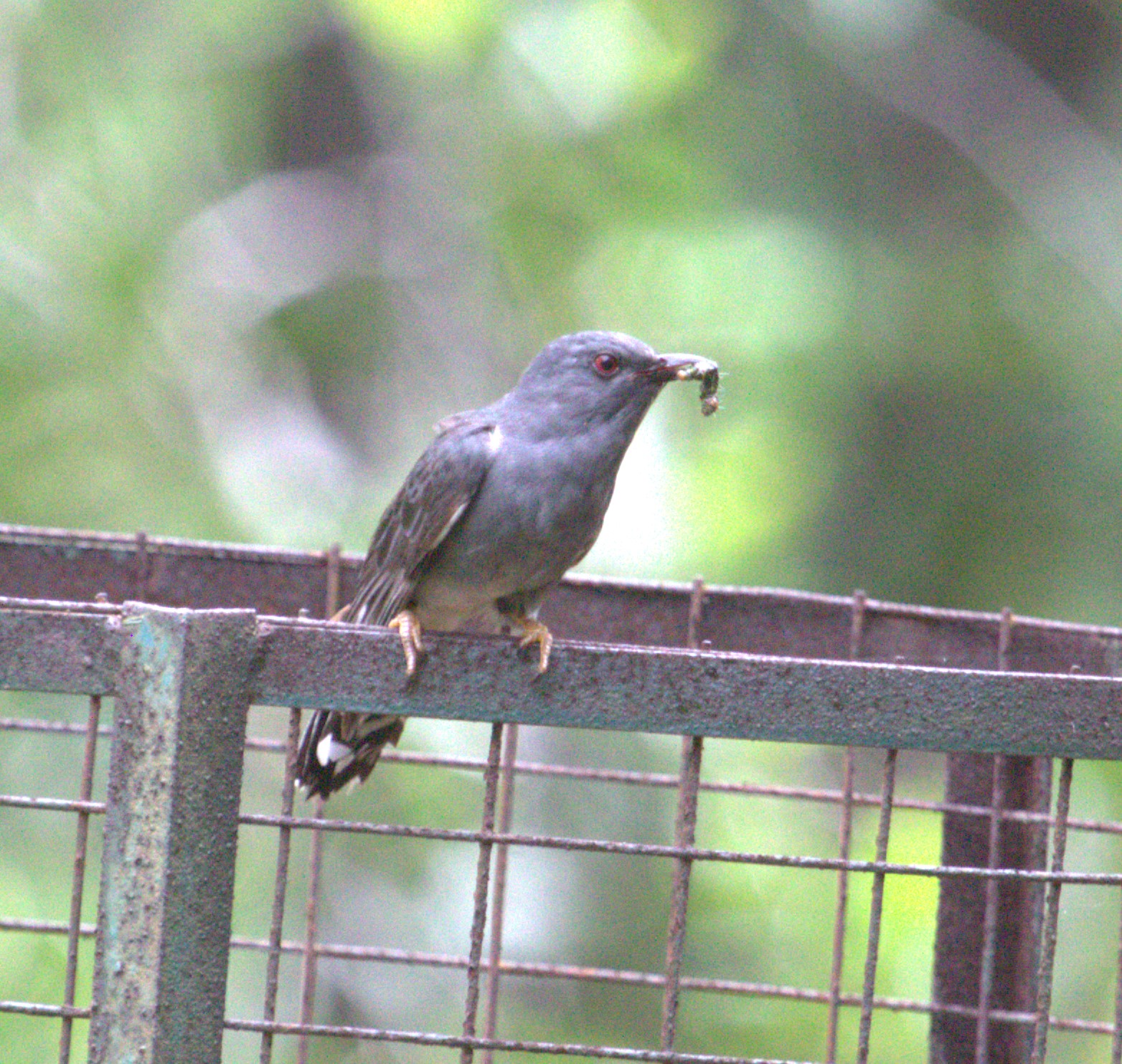 Grey-bellied Cuckoo