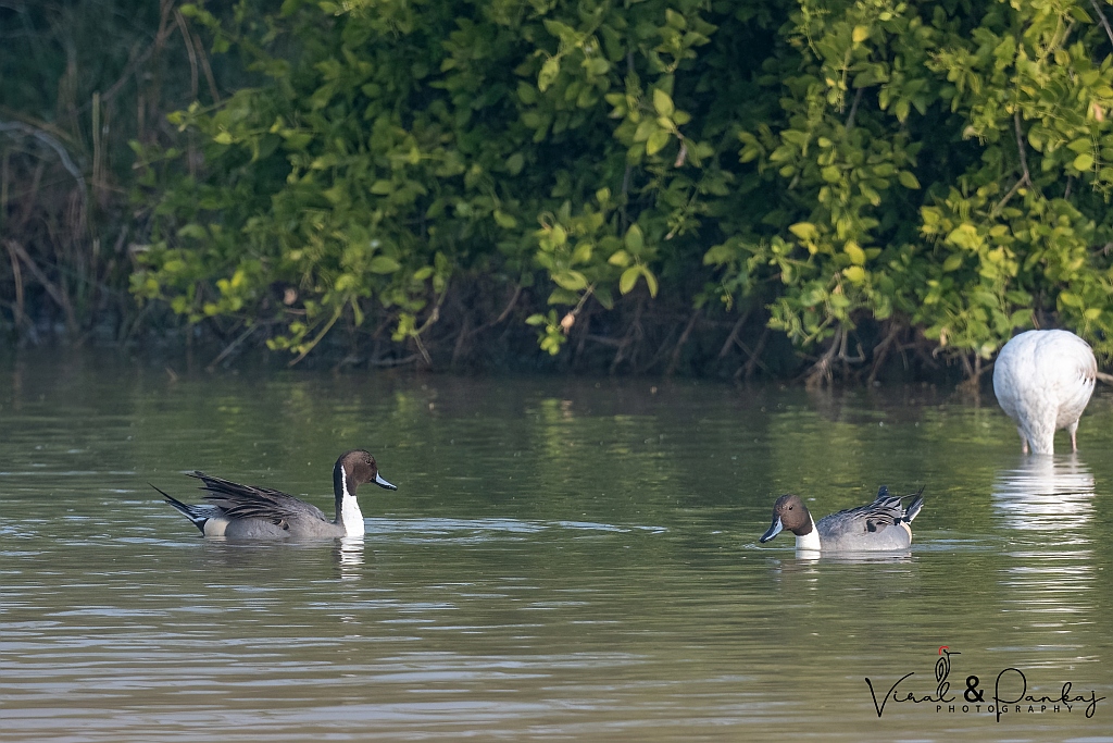 Northern Pintail