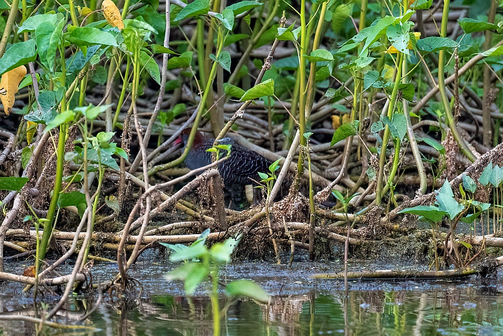 Slaty-breasted Rail