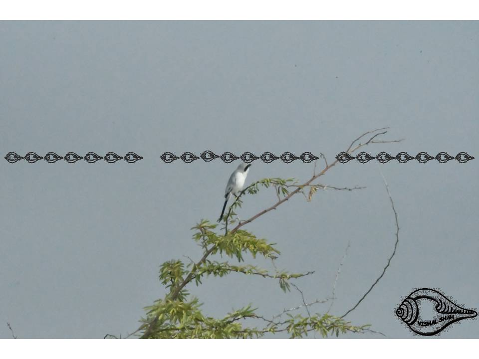 Southern Grey Shrike