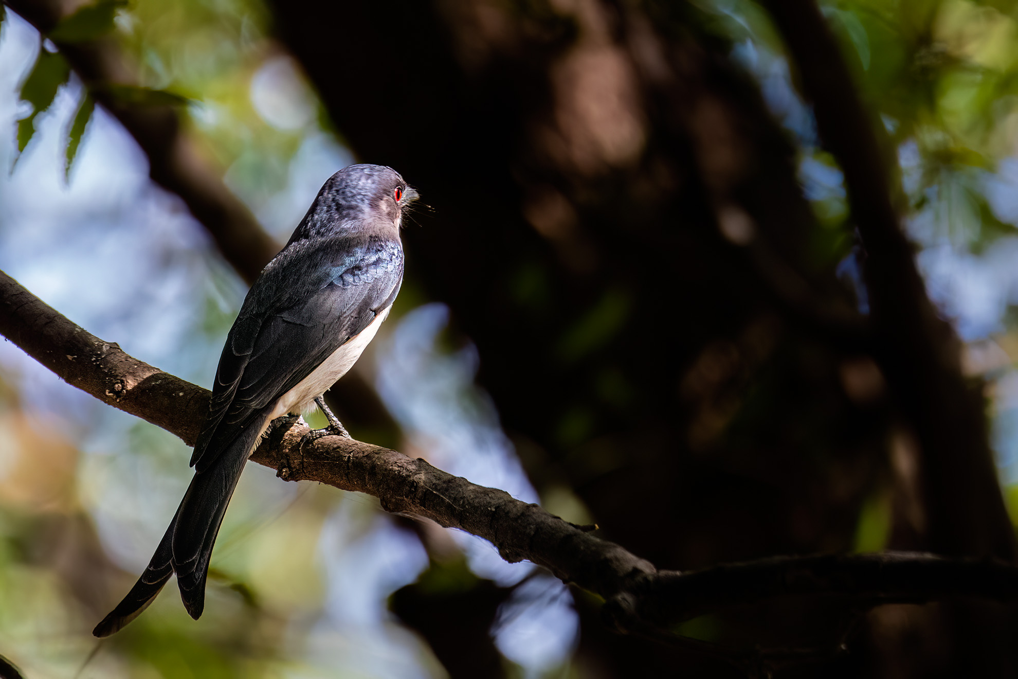 White-bellied Drongo