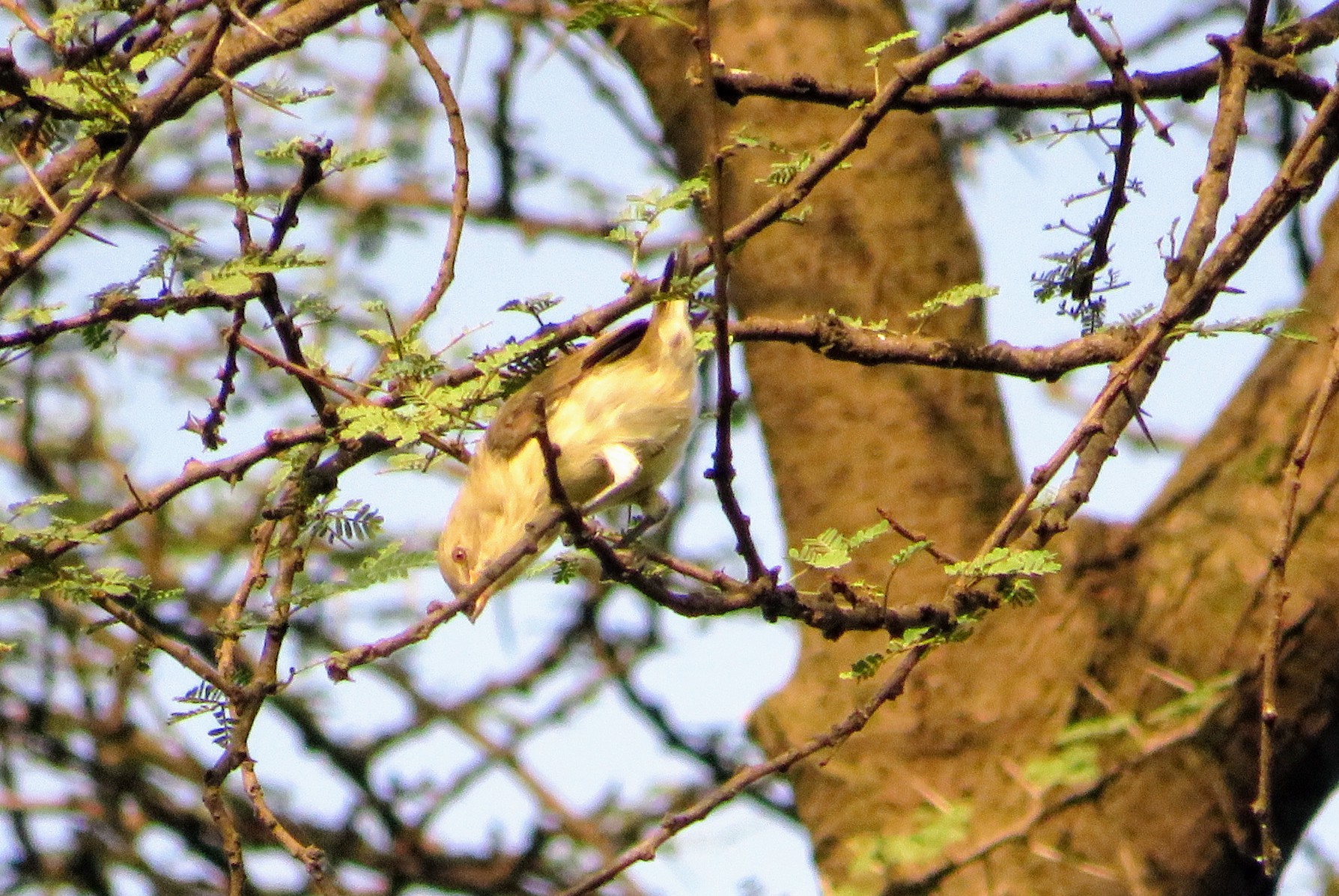 Thick-billed Flowerpecker