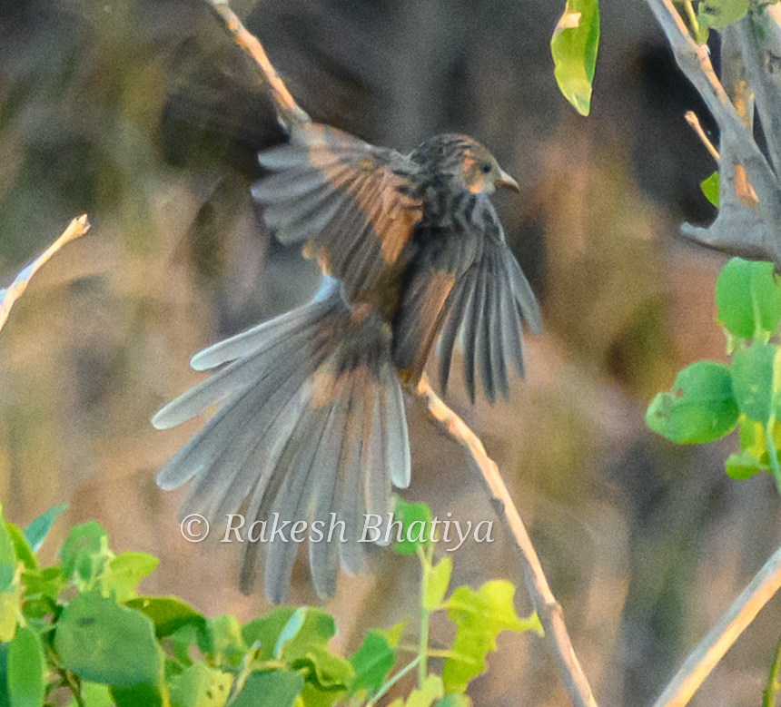 Common Babbler