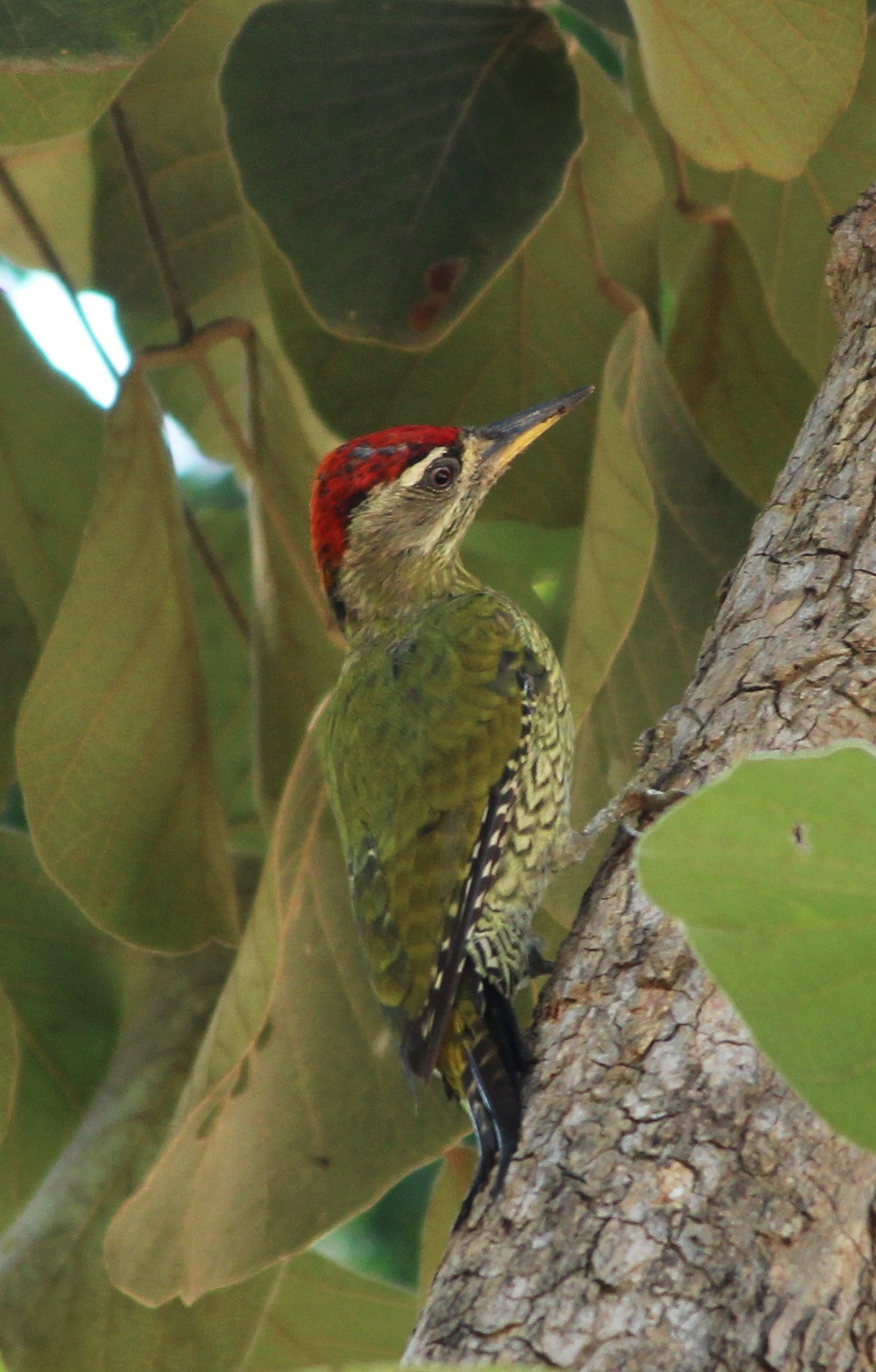 Streak-throated Woodpecker