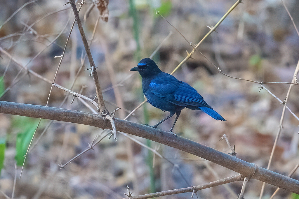 Malabar Whistling Thrush