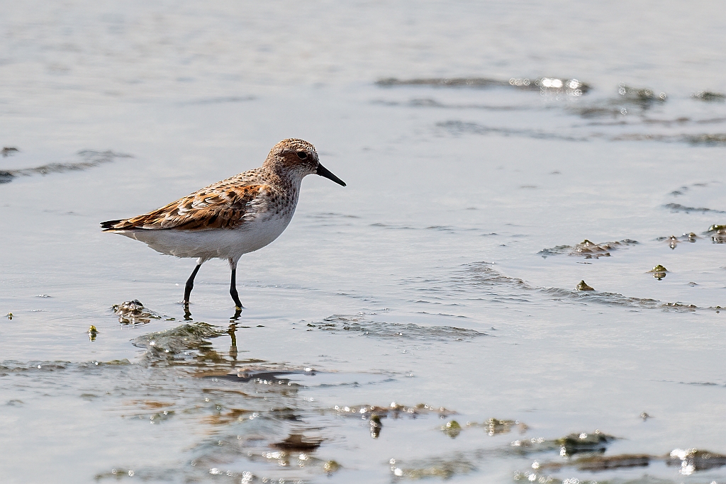 Little Stint