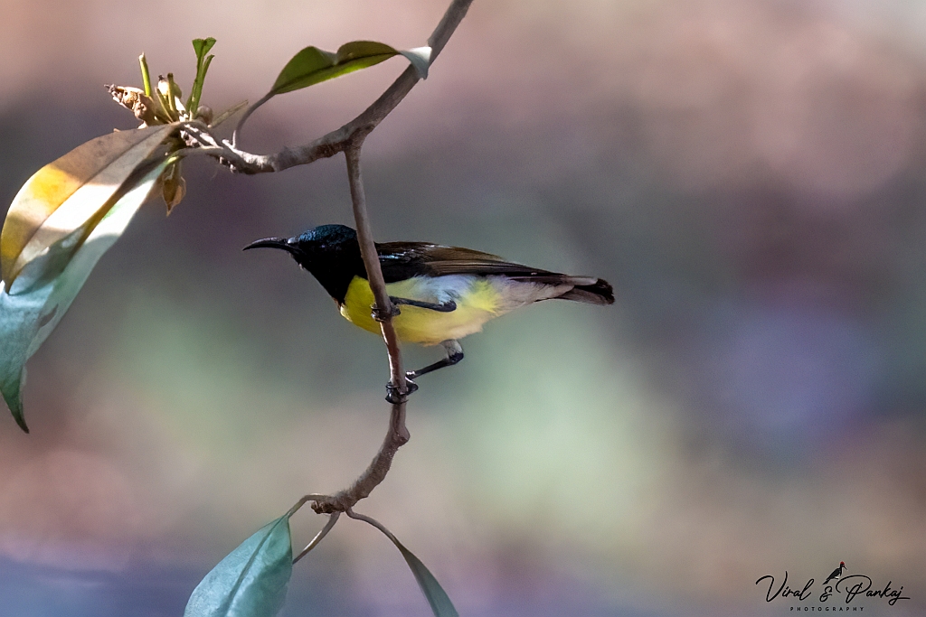Purple-rumped Sunbird