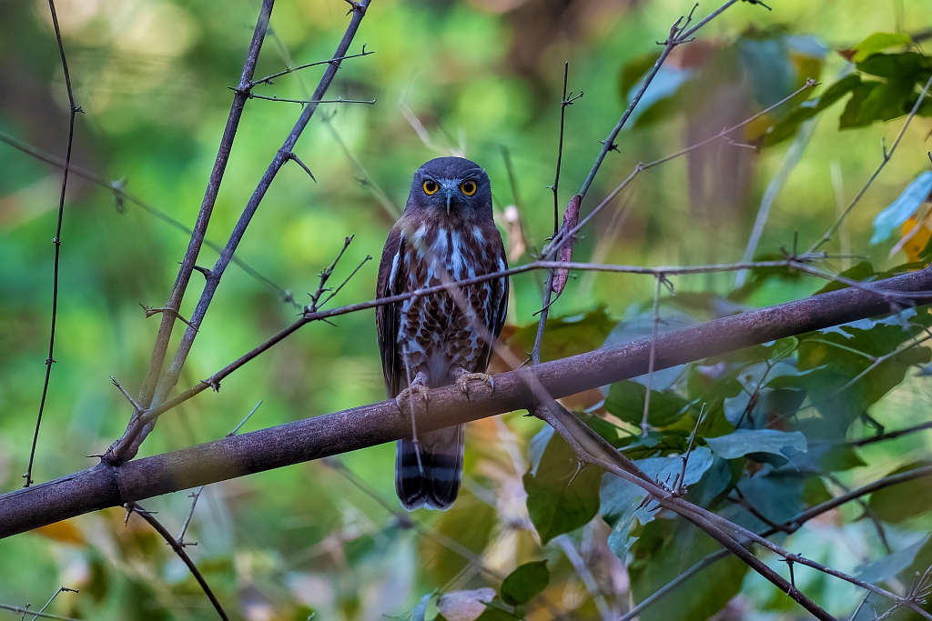 Brown Hawk Owl