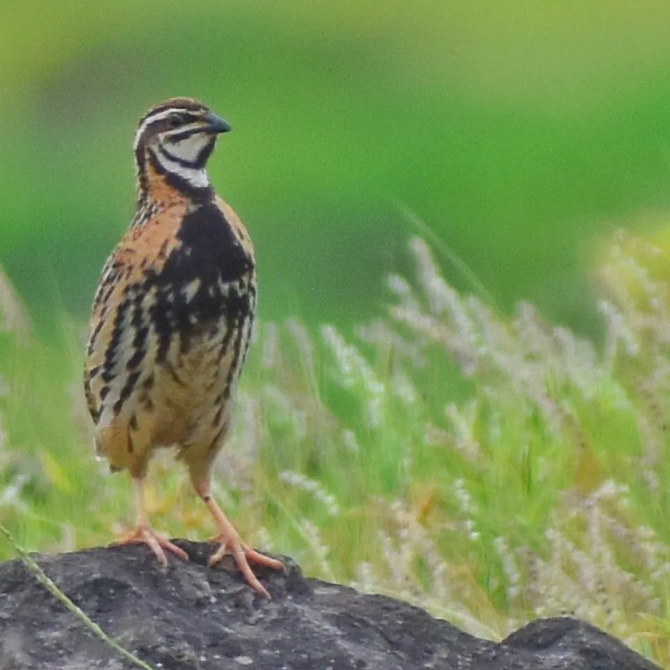 Rain Quail
