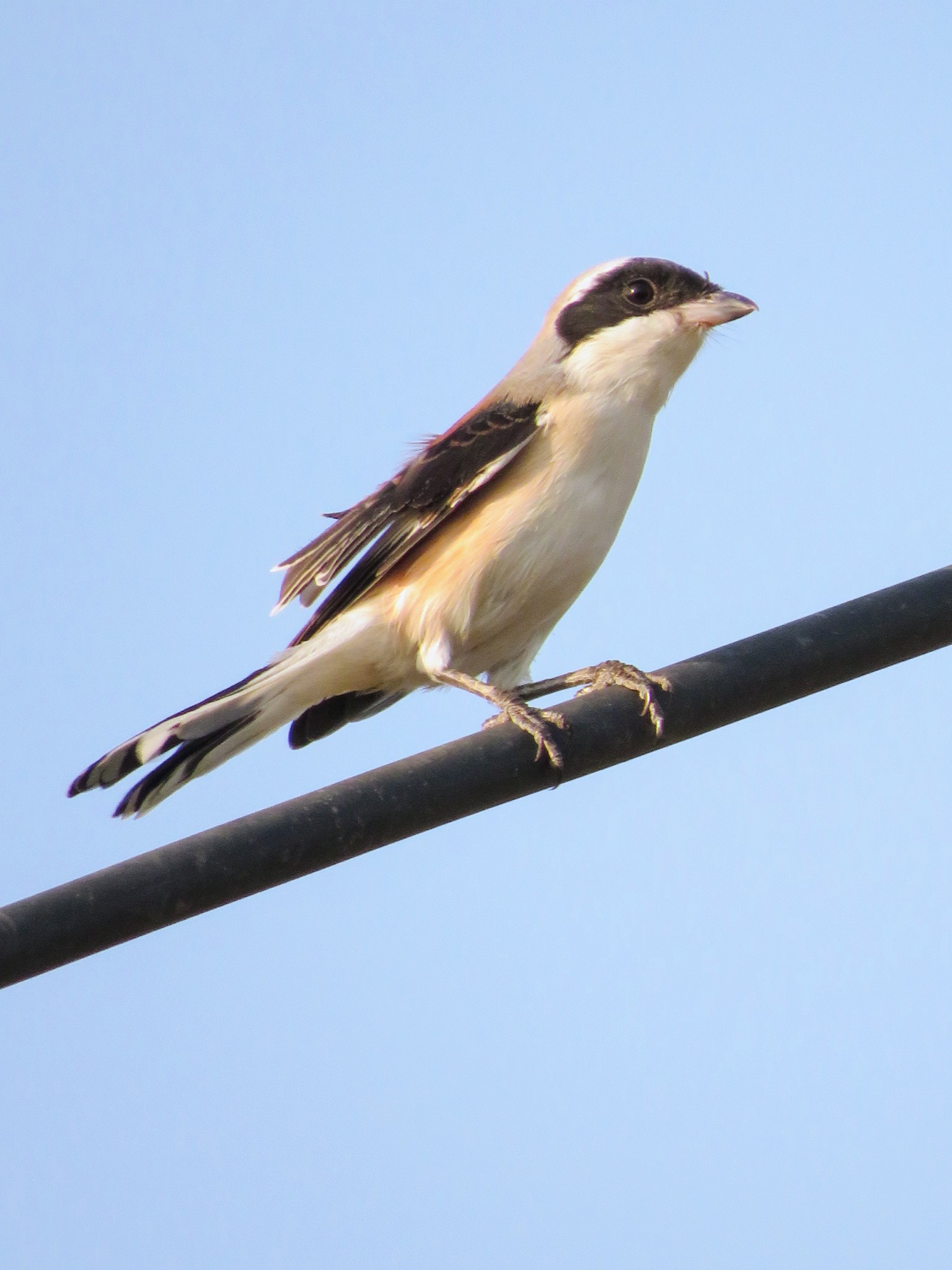 Bay Backed Shrike