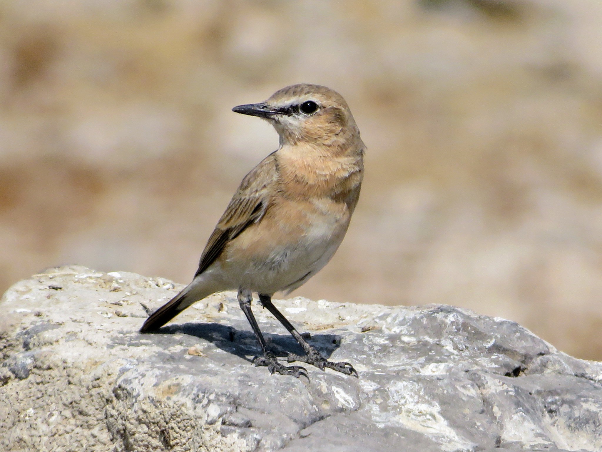 Isabelline Wheatear