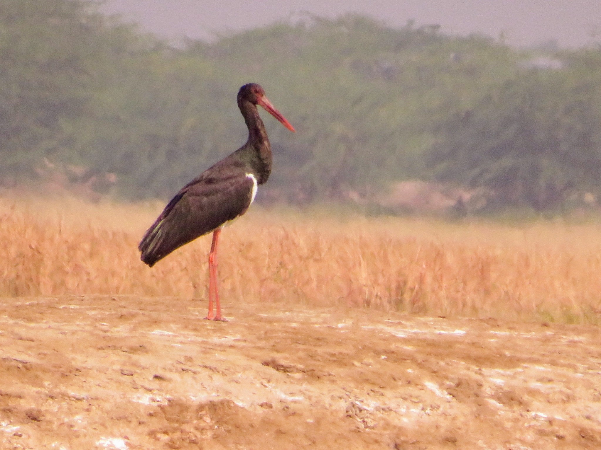 Black Stork