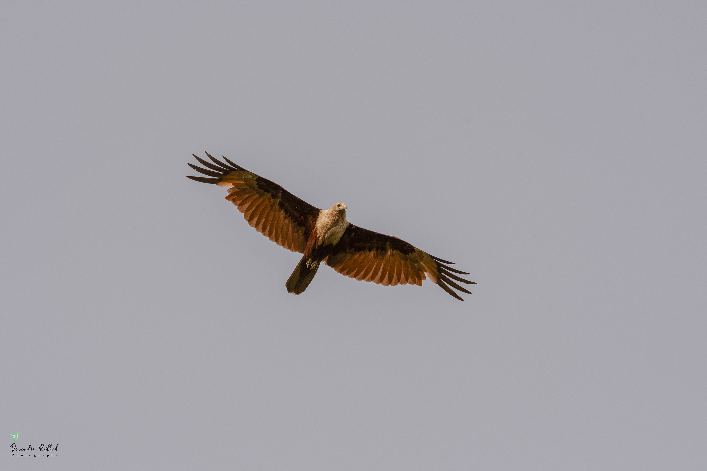 Brahminy Kite
