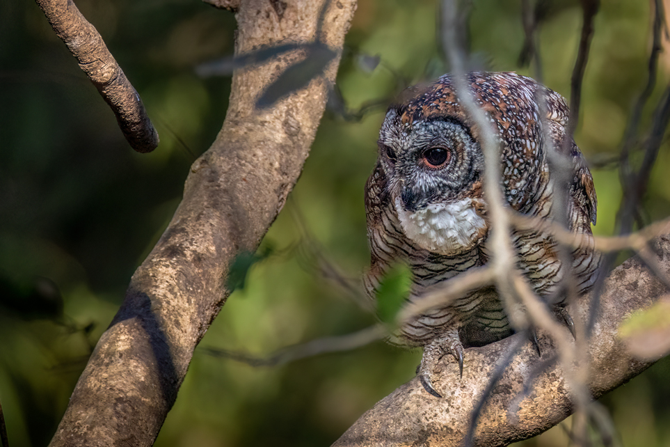 Mottled Wood Owl