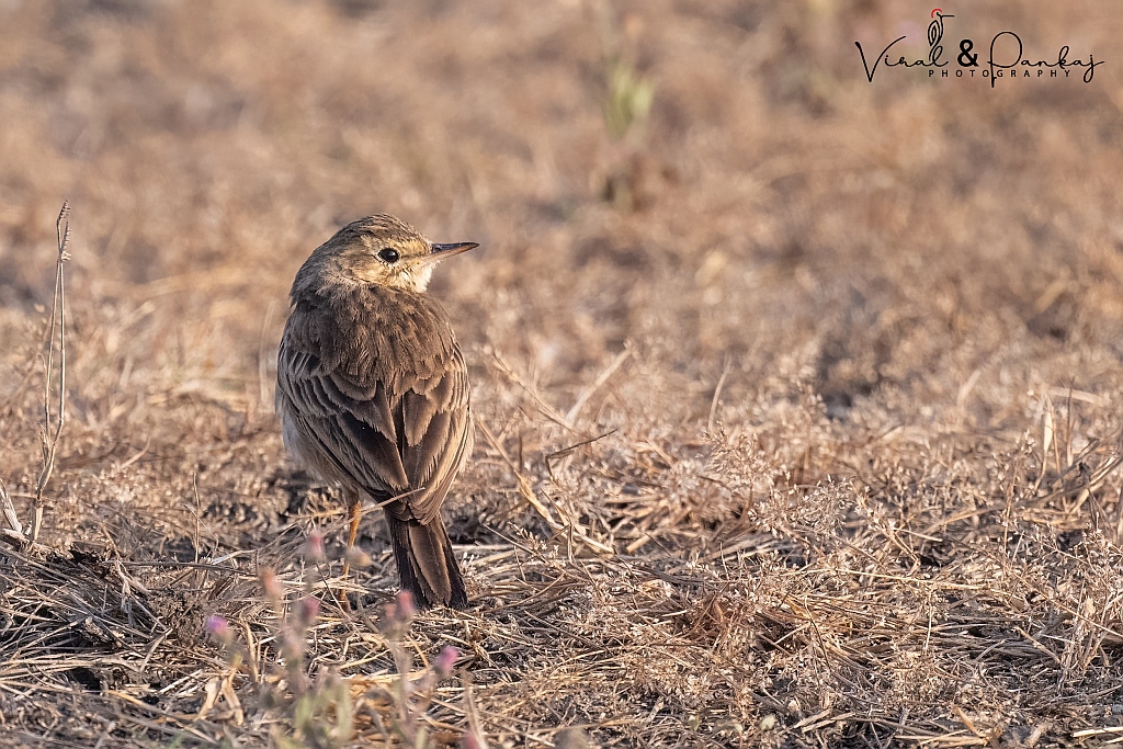 Paddyfield Pipit