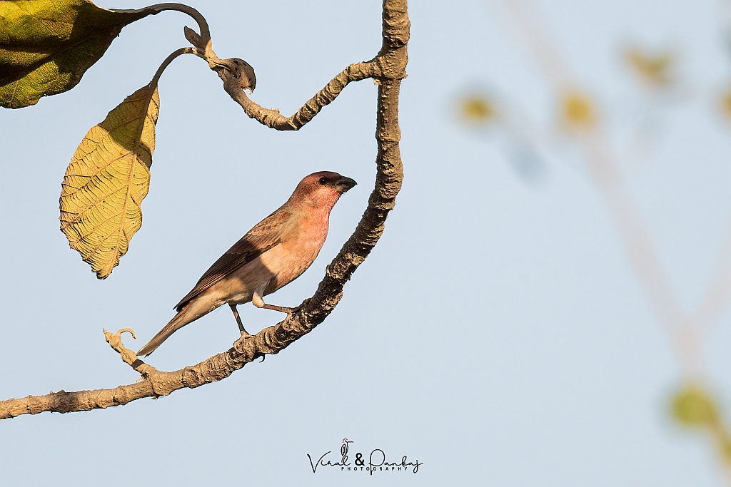 Common Rosefinch