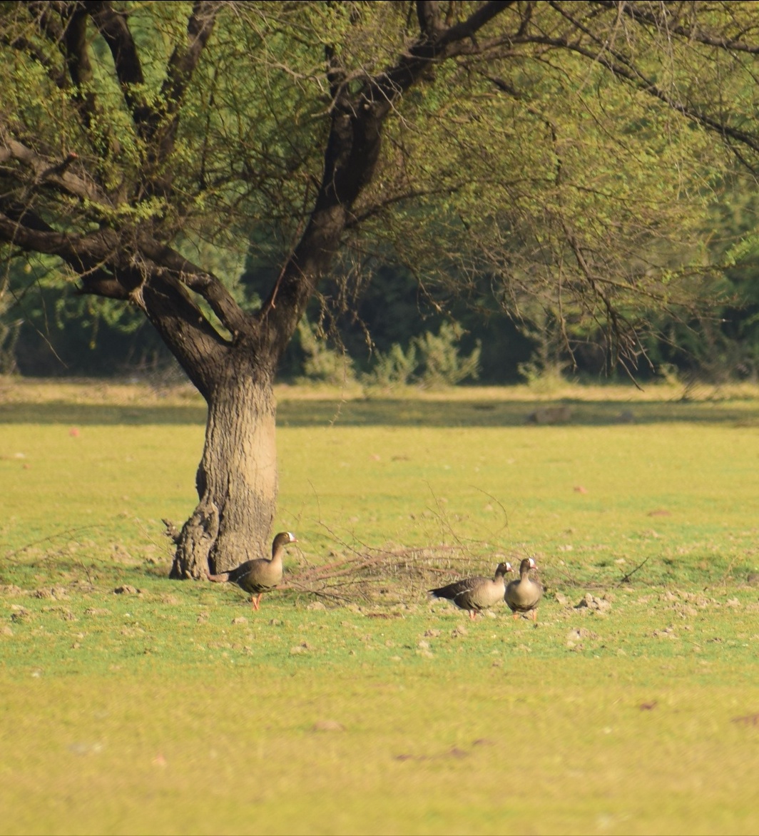 Lesser White-fronted Goose