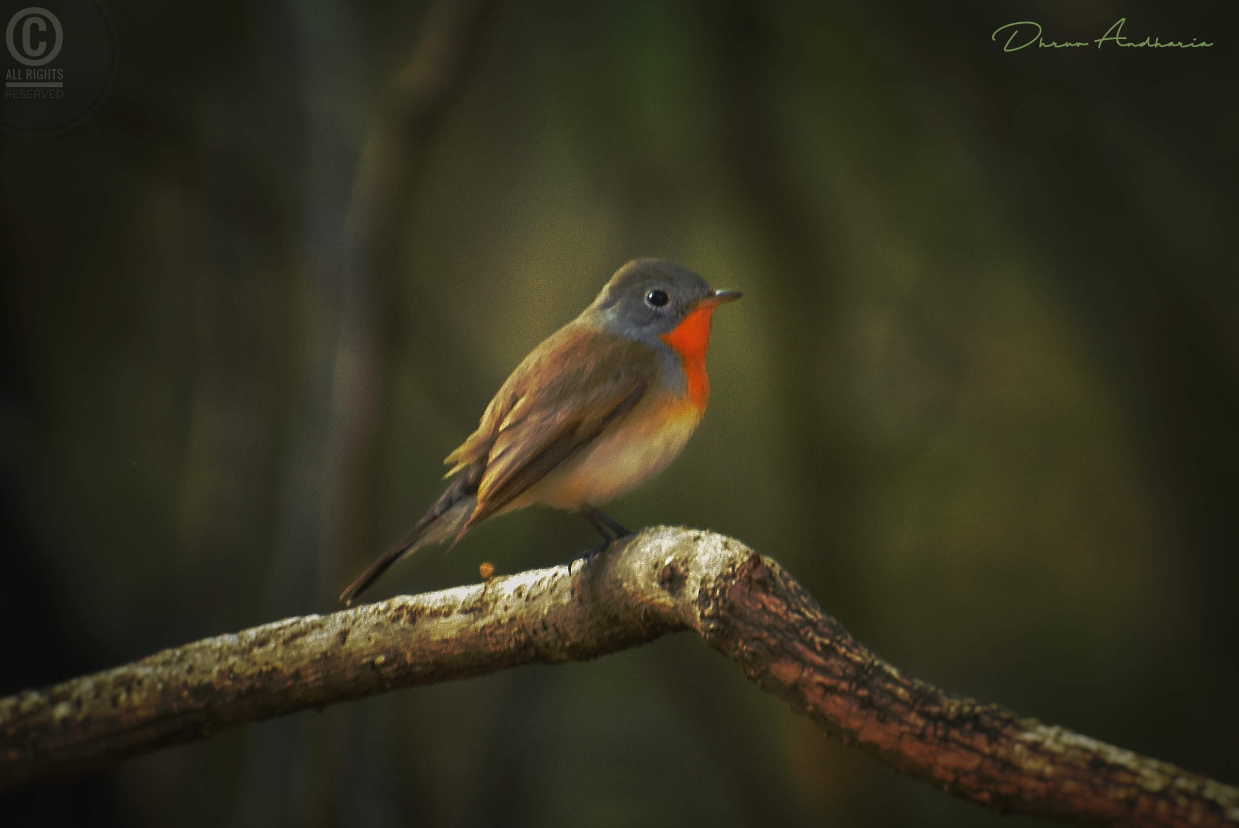 Red-breasted Flycatcher