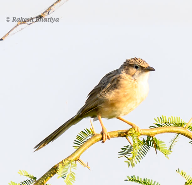 Common Babbler