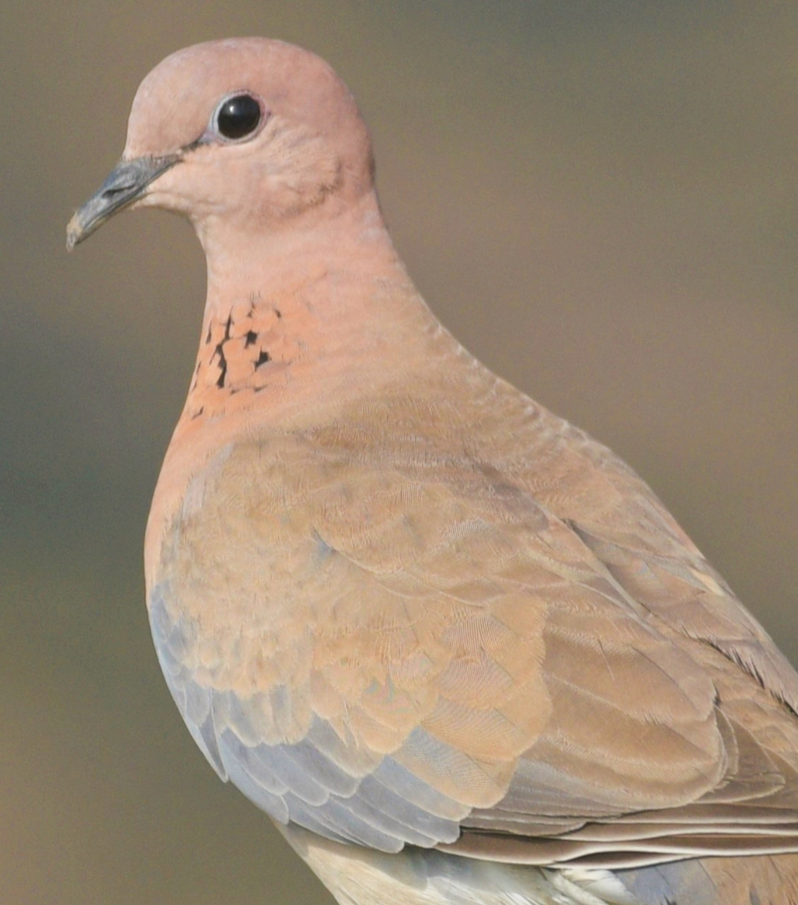 Laughing Dove