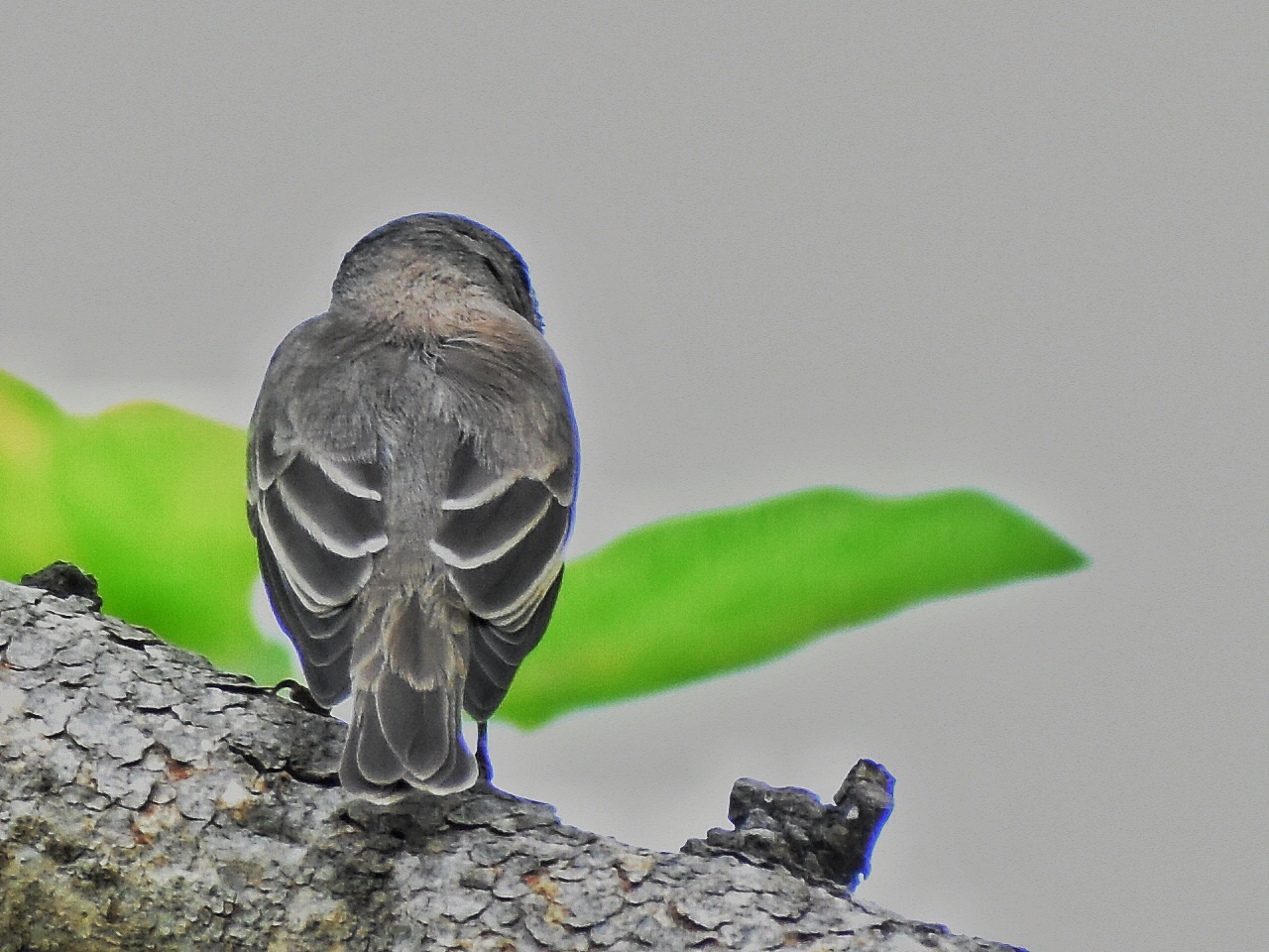 Asian Brown Flycatcher